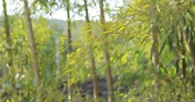 自然竹林阳光浪漫小清新视频的预览图